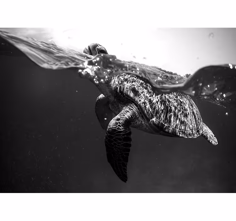 Fotomurale nuoto tartaruga in bianco e nero - TenStickers