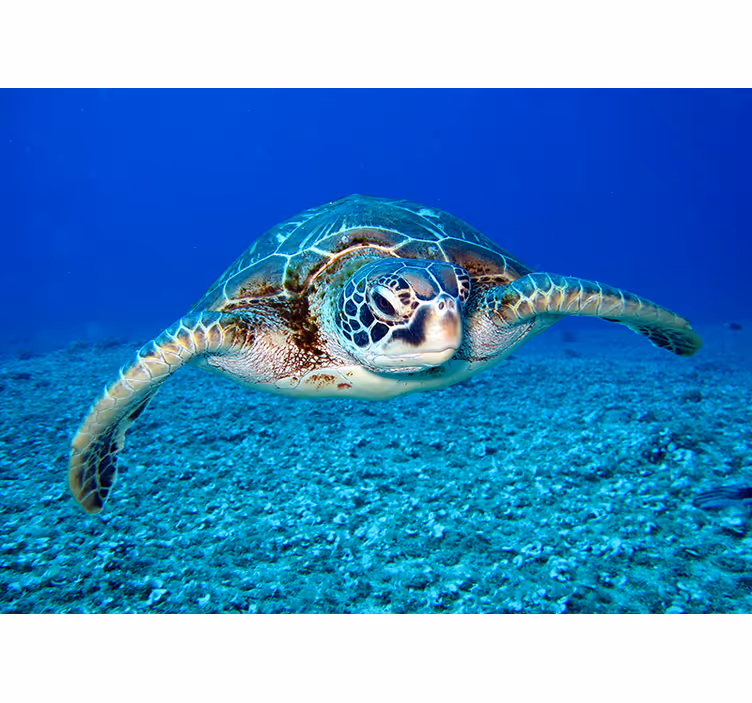 Fotomurale con tema marino con tartaruga - TenStickers