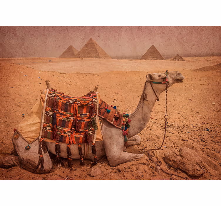 Fotomurale con deserto e cammello - TenStickers