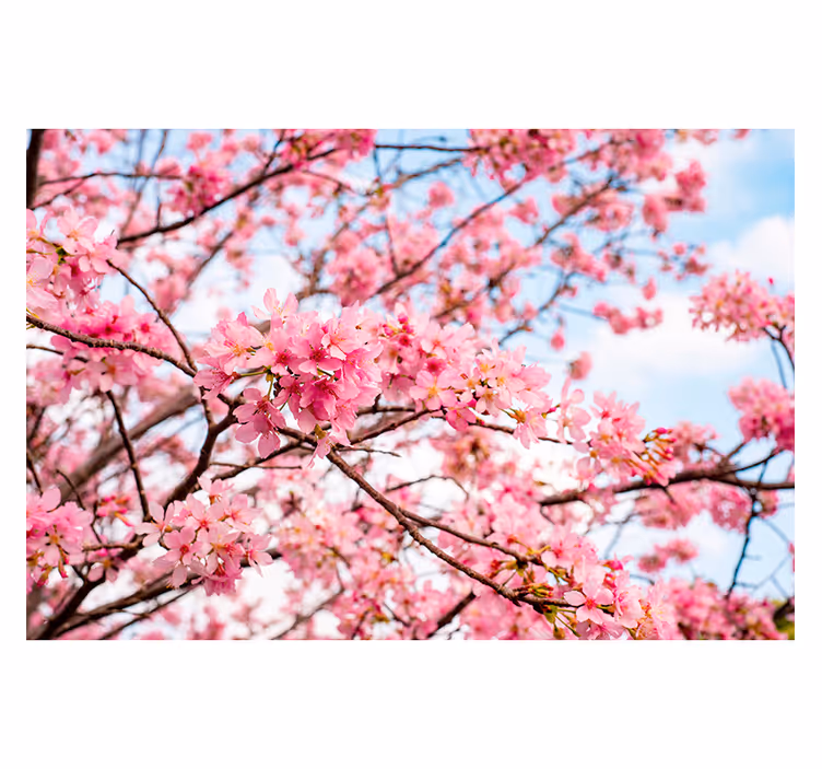Fotomurale fiori delizia dei ciliegi - TenStickers