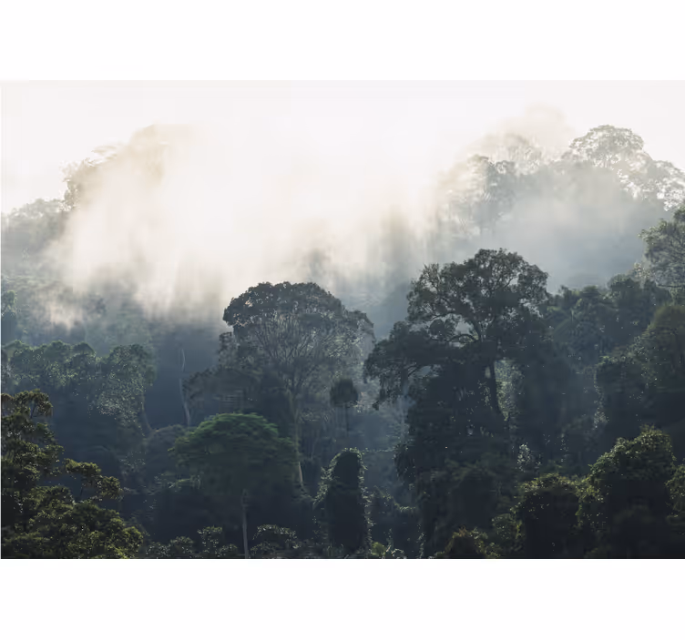 Fotomurali natura vista di una foresta mistica - TenStickers