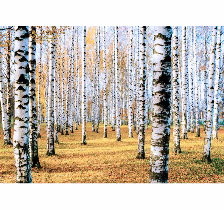 Carta da parati foresta paesaggio di betulle - TenStickers