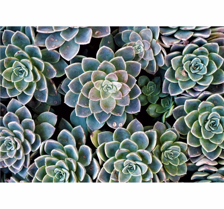 Fotomurali natura collezione di piante succulente - TenStickers