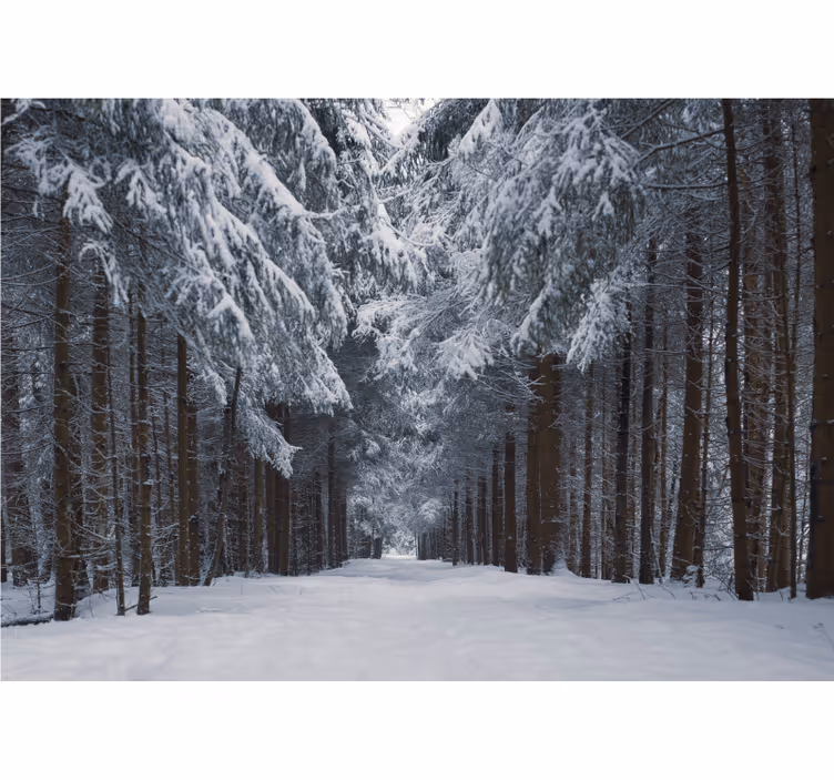 Fotomurale foresta sentiero dei pini innevati - TenStickers
