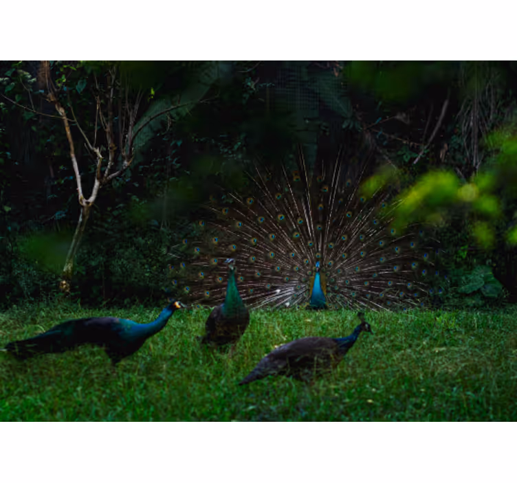 Fotomurale animali pavone in mostra di piume - TenStickers