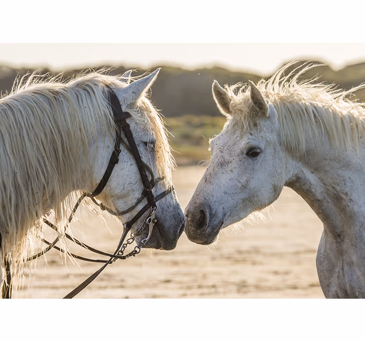 Fotomurale animali affetto tenero per cavalli - TenStickers