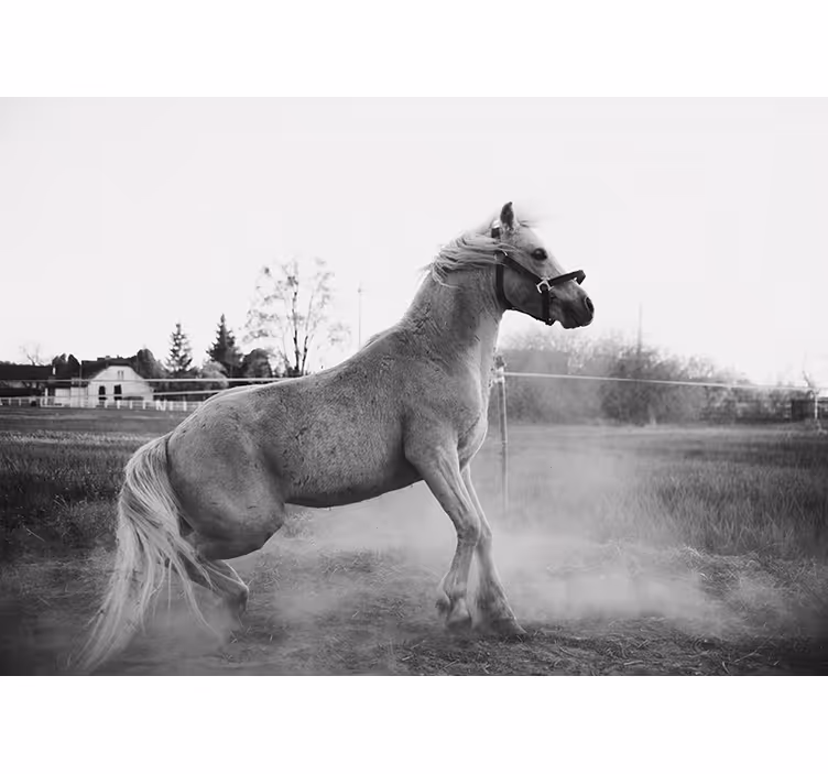 Fotomurale animali pony al galoppo - TenStickers