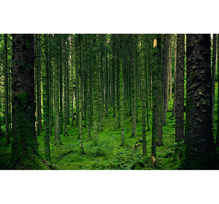 Fotomurale foresta bosco rigoglioso - TenStickers