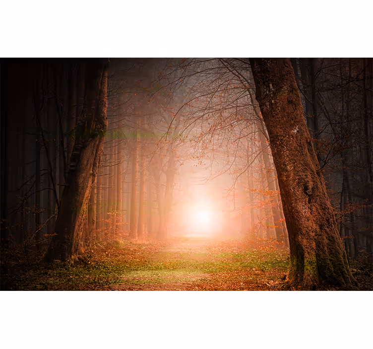 Fotomurale foresta misteriosa via nel bosco - TenStickers