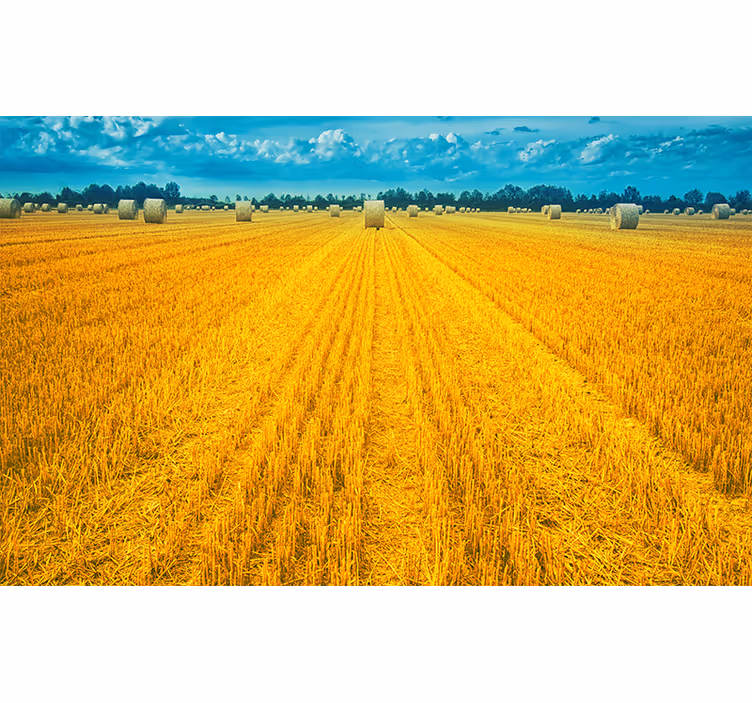 Fotomurale paesaggi campo di raccolta dorato - TenStickers