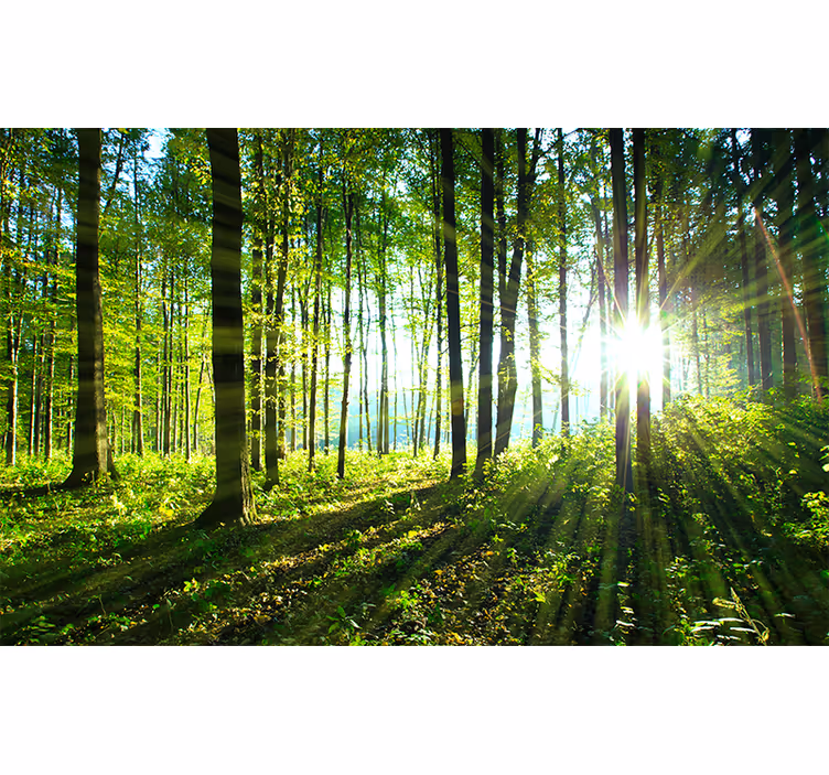Fotomurale foresta vista boschiva baciata dal sole - TenStickers