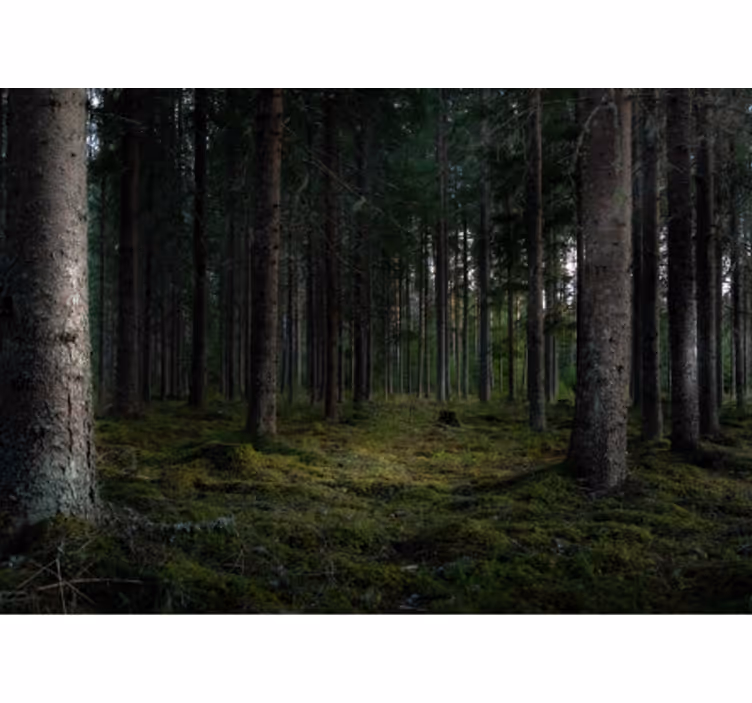Fotomurale foresta scena di foresta rigogliosa - TenStickers
