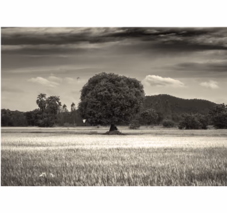 Fotomurale alberi paesaggio albero solitario - TenStickers