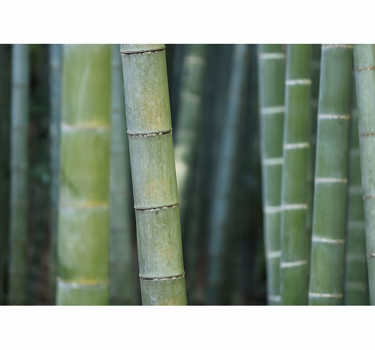 Fotomurali bambù foresta di bambù lussureggiante - TenStickers