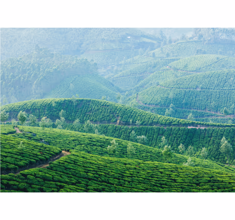 Fotomurale paesaggi colline delle piantagioni di tè - TenStickers