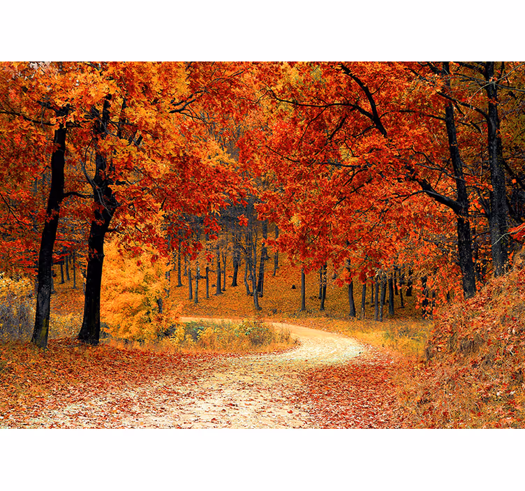 Fotomurali natura sentiero boschivo autunnale - TenStickers