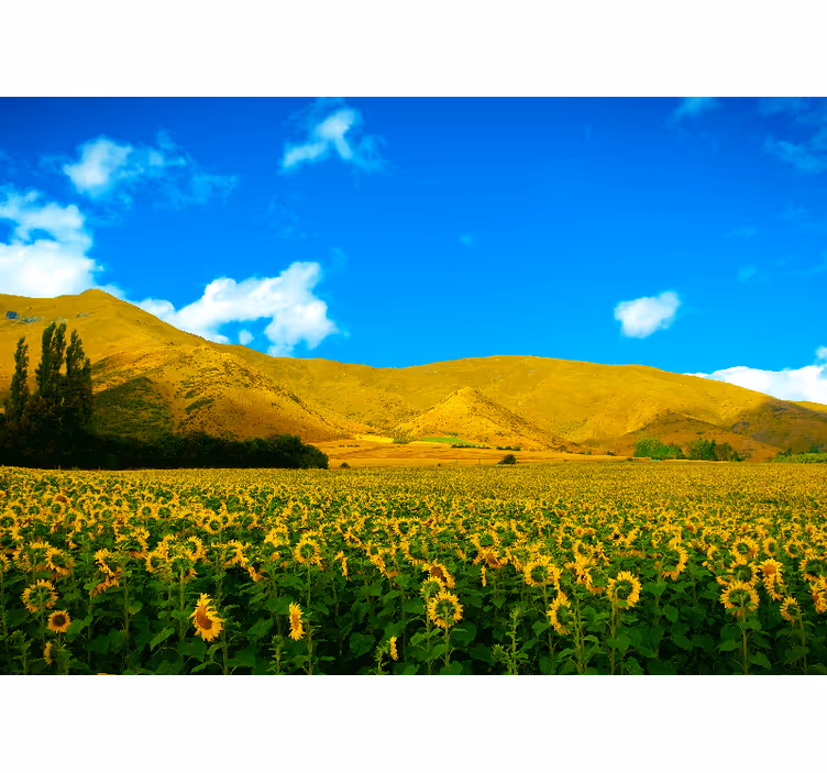 Fotomurale paesaggi campo di girasoli - TenStickers
