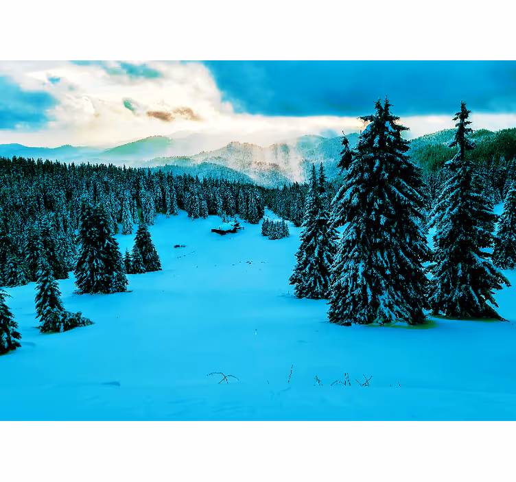 Fotomurale paesaggi foresta di pini innevati - TenStickers