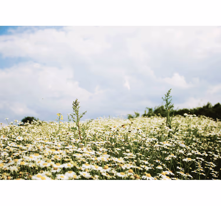 Fotomurale fiori scena di campo di margherite - TenStickers