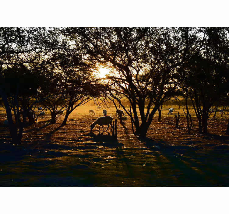 Fotomurali natura tramonto dorato al pascolo - TenStickers