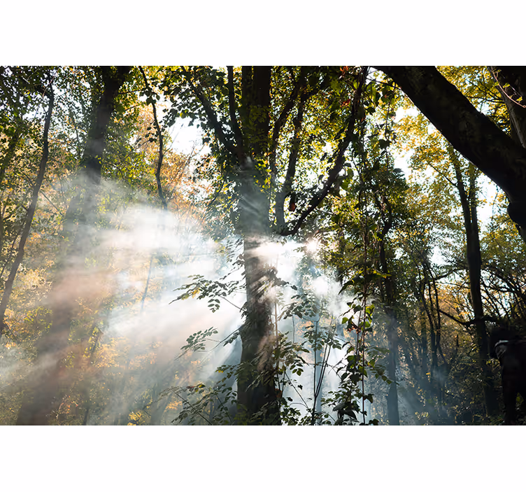 Carta da parati foresta atmosfera di foresta serene - TenStickers