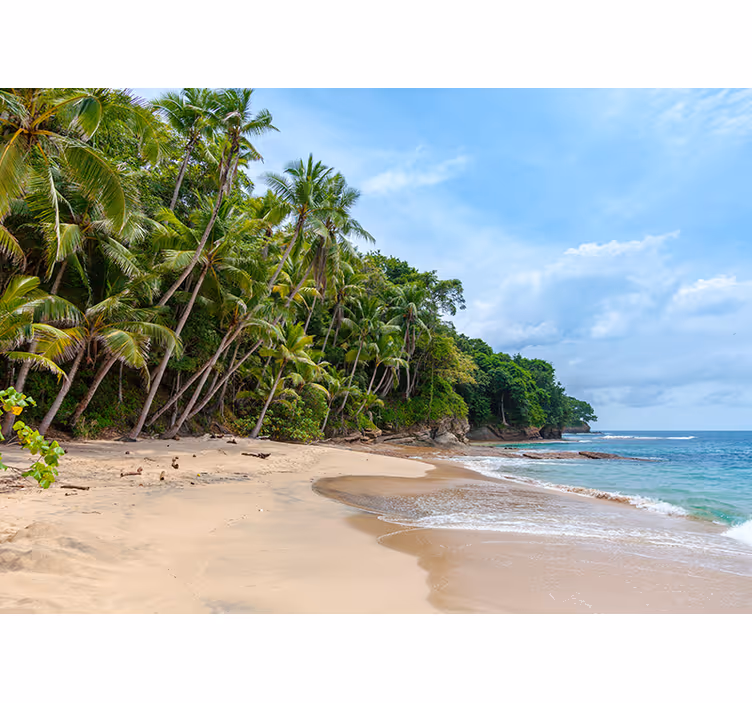 Fotomurali natura oasi tropicale sulla spiaggia - TenStickers