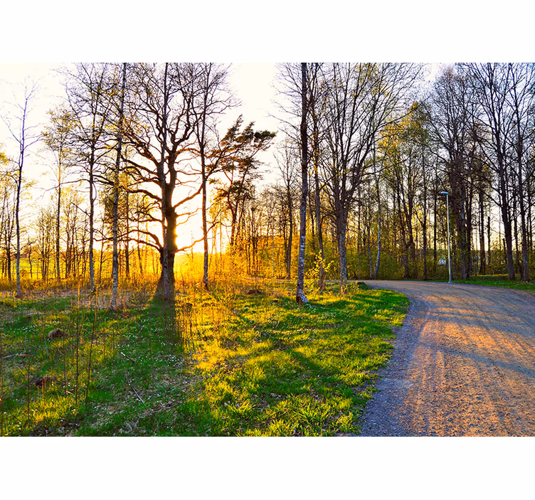 Fotomurali natura sentiero del bosco soleggiato - TenStickers