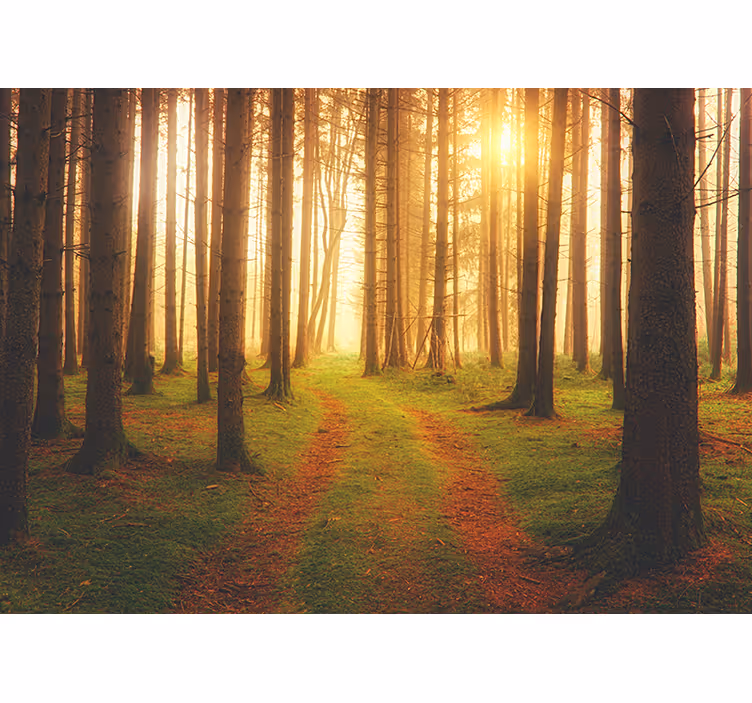 Carta da parati foresta vista sentiero boschivo - TenStickers