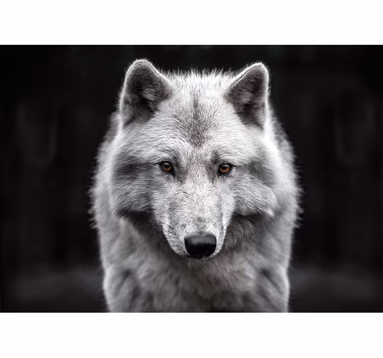 Fotomurale animali maestoso ritratto di lupo - TenStickers