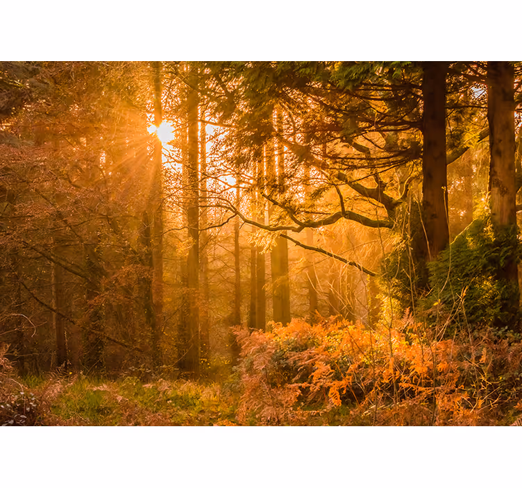 Fotomurali natura paesaggio boschivo illuminato - TenStickers
