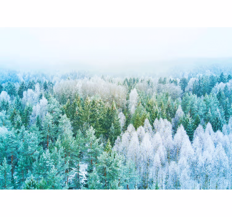 Fotomurali natura vista del paesaggio della foresta - TenStickers