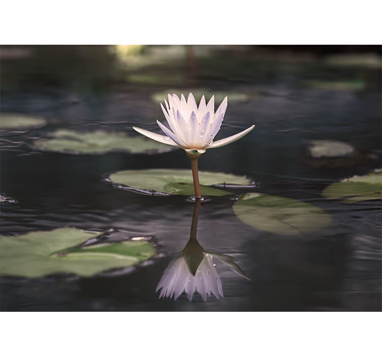 Fotomurale fiori riflesso del fiore di loto - TenStickers