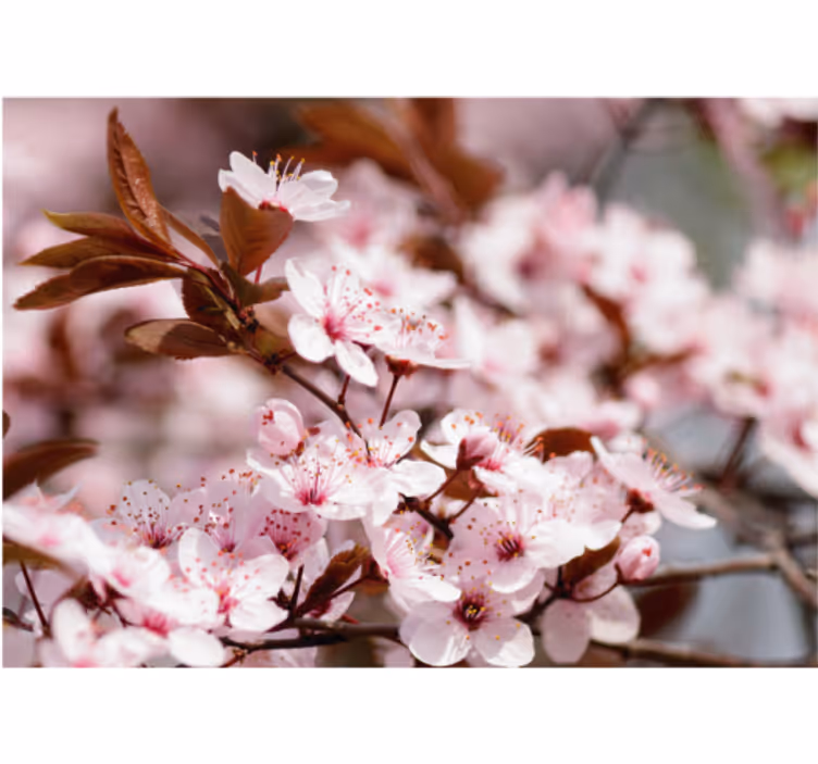 Fotomurale fiori eleganza dei fiori di ciliegio - TenStickers