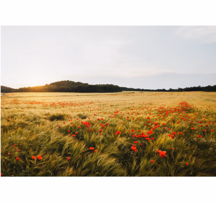Fotomurale fiori prato di fiori di papavero - TenStickers