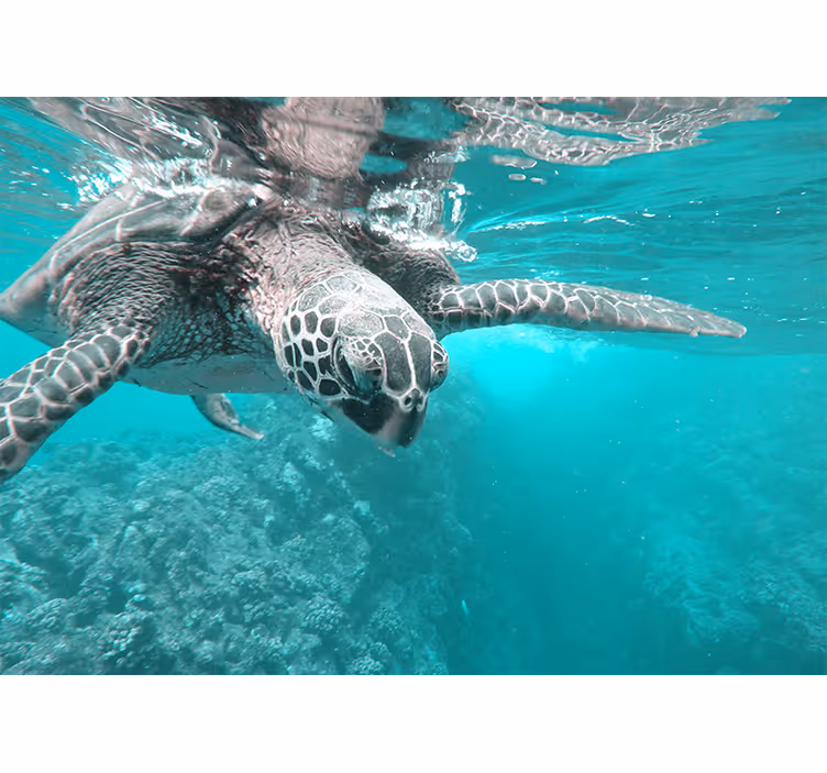 Fotomurale animali incontro con le tartarughe sereno - TenStickers