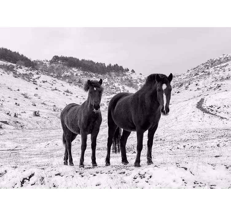 Fotomurale animali cavalli neri maestosi - TenStickers