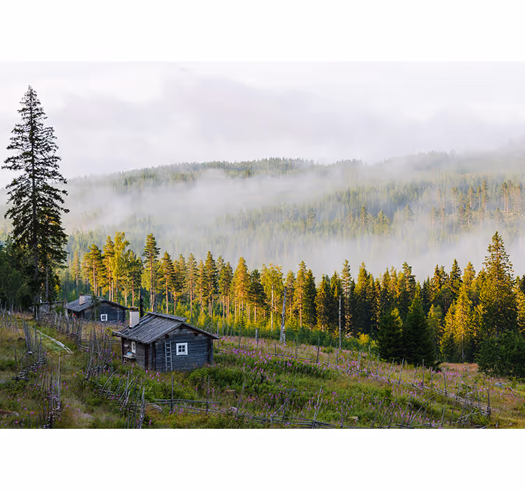 Fotomurale paesaggi foresta coperta di nebbia - TenStickers