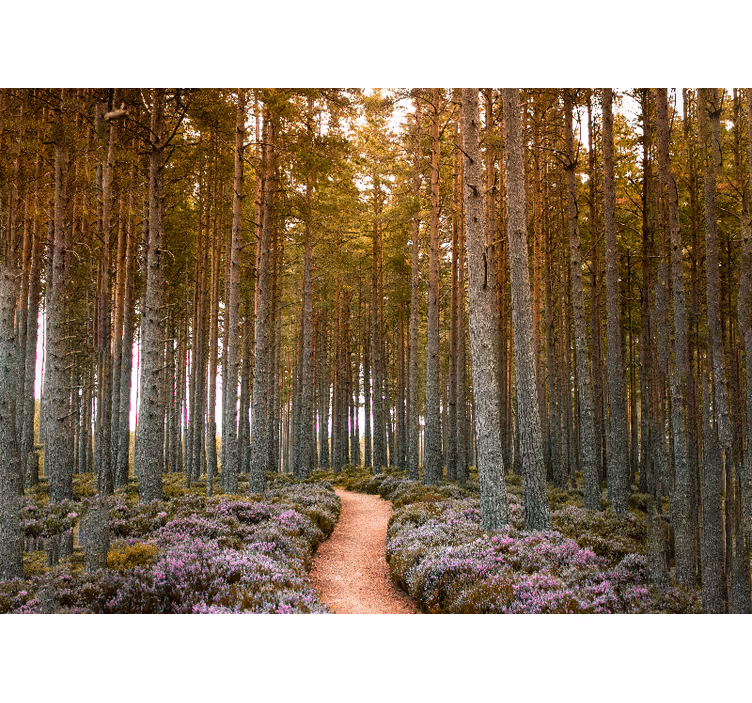Fotomurali natura avventura sul sentiero forestale - TenStickers