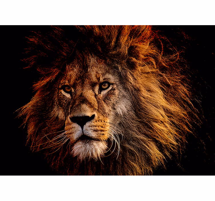 Fotomurali leone presenza di leone maestoso - TenStickers