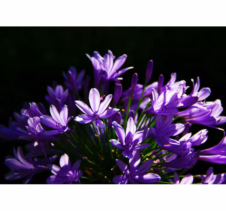 Fotomurale fiori bellezza floreale viola - TenStickers