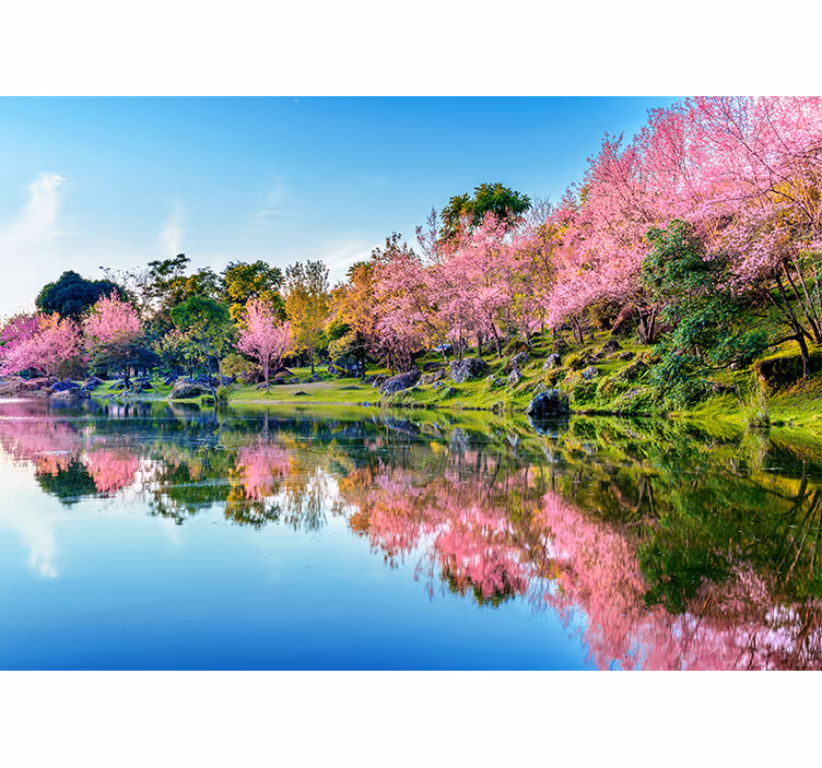 Fotomurale fiori riflessi dei petali di ciliegio - TenStickers
