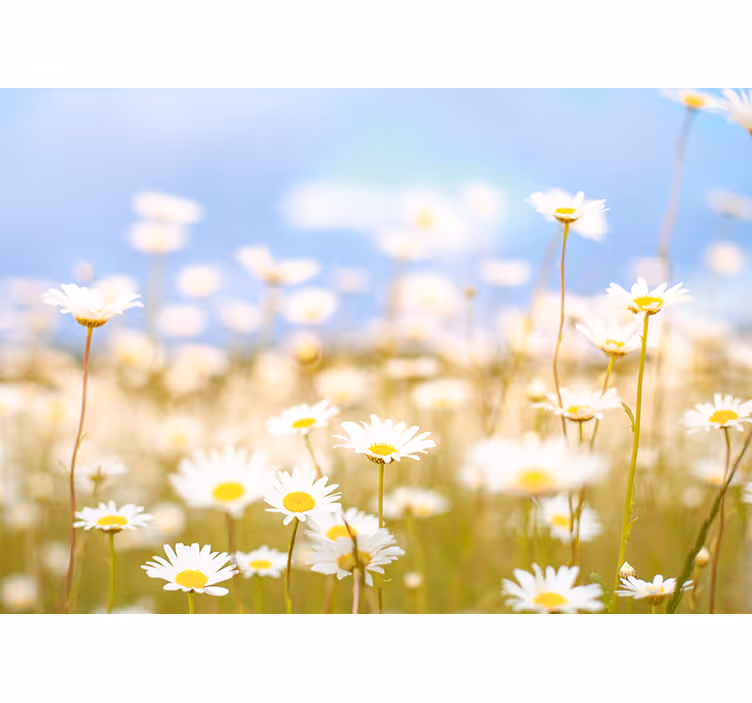 Fotomurale fiori margherite in fiore - TenStickers