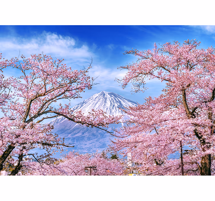 Fotomurali natura paesaggio di fiori di ciliegio - TenStickers