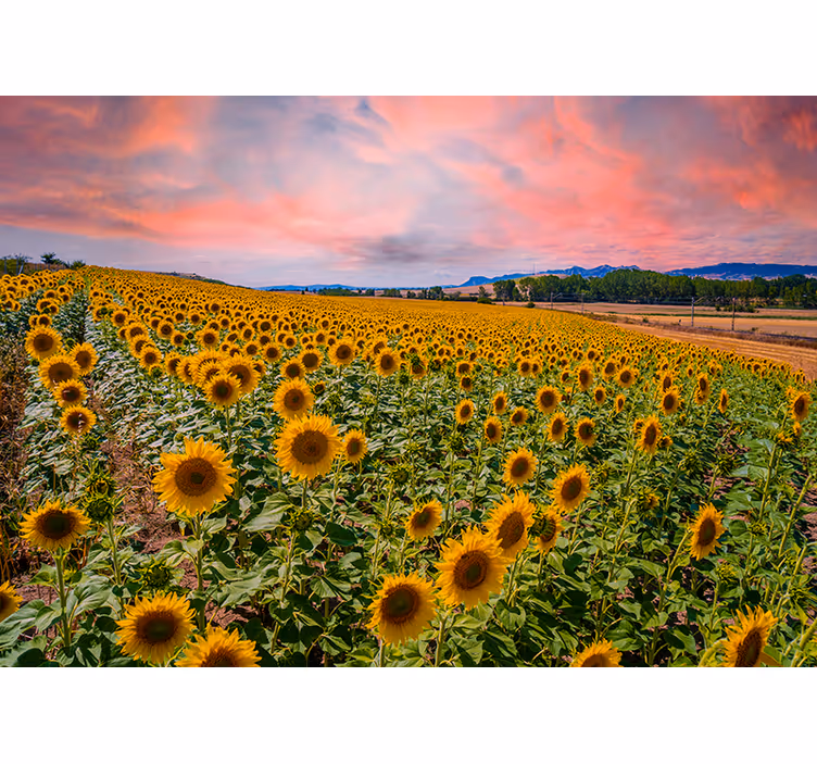 Fotomurale fiori vista di un campo di girasoli - TenStickers