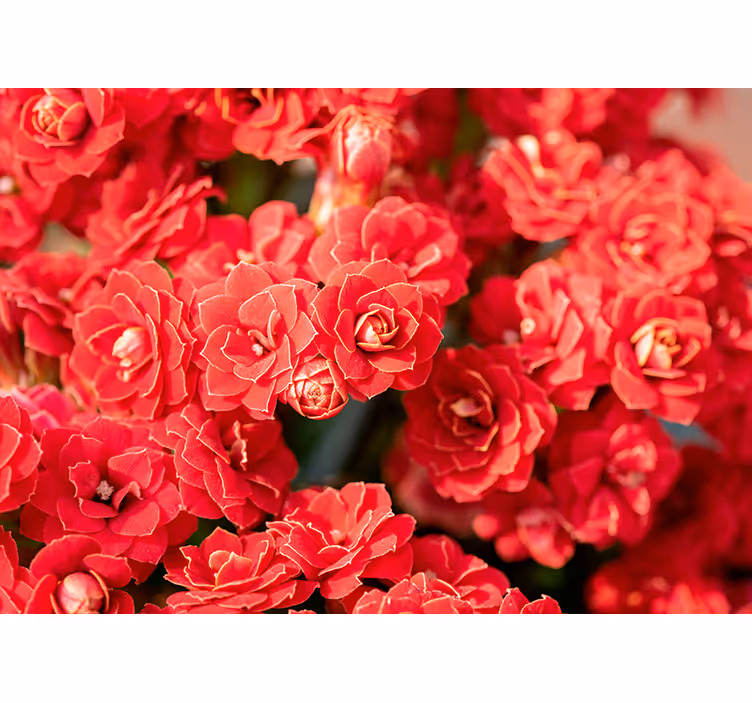 Fotomurale fiori fiore rosso in fiore - TenStickers