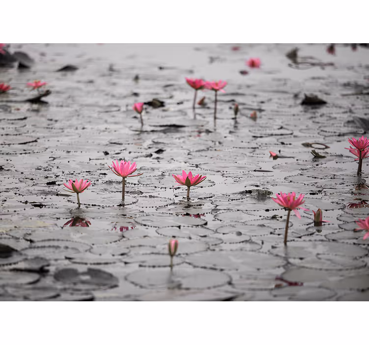 Fotomurale fiori fiori di loto rosa - TenStickers