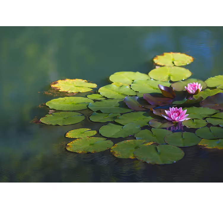 Fotomurale fiori fioritura di ninfea - TenStickers