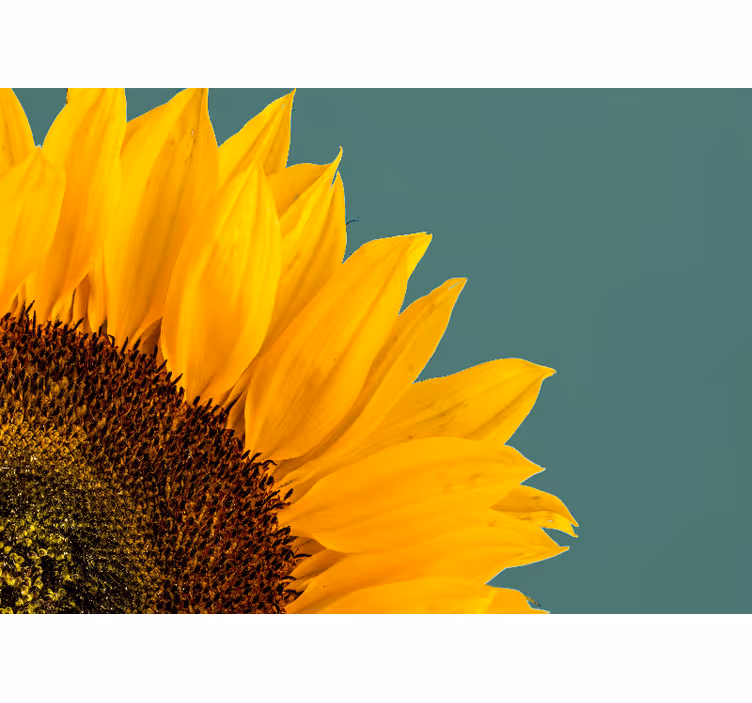 Fotomurale fiori primo piano di girasole - TenStickers
