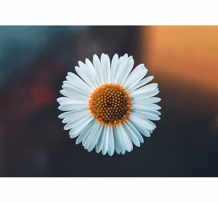Fotomurale fiori design floreale margherita - TenStickers