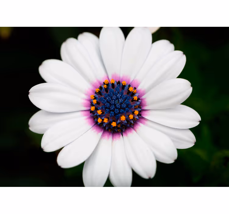 Fotomurale fiori fioritura di fiori bianchi - TenStickers